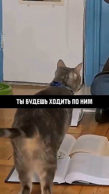 Пройдет Ли Кошка По Корану, Чтобы ДОКАЗАТЬ, Что Коран От Бога?