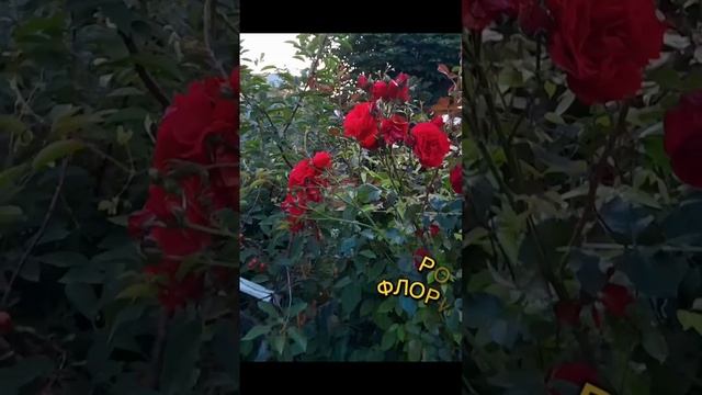 Плетистые розы в моём саду