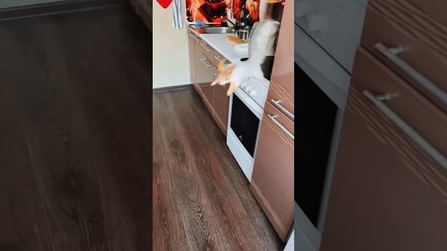 животные что рядом.mp4 смотреть онлайн