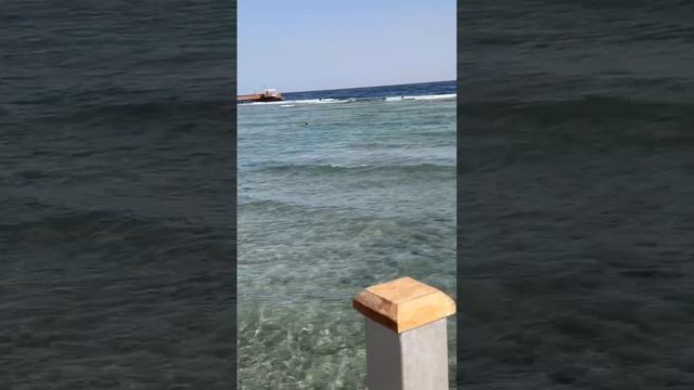 Rehana Sharm Resort Aqua Park 4* пляж, море, январь 2026 смотреть онлайн