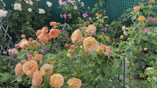 Мой многолетний опыт выращивания роз в кашпо.