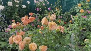 Мой многолетний опыт выращивания роз в кашпо.