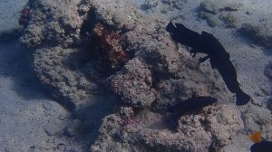 гаруппы и осьминог