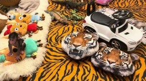 НИКОЛЬ РУЛИТ хоть бери и желай прямую трансляцию😘