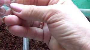 2180.  Посев томатов детерминантных.