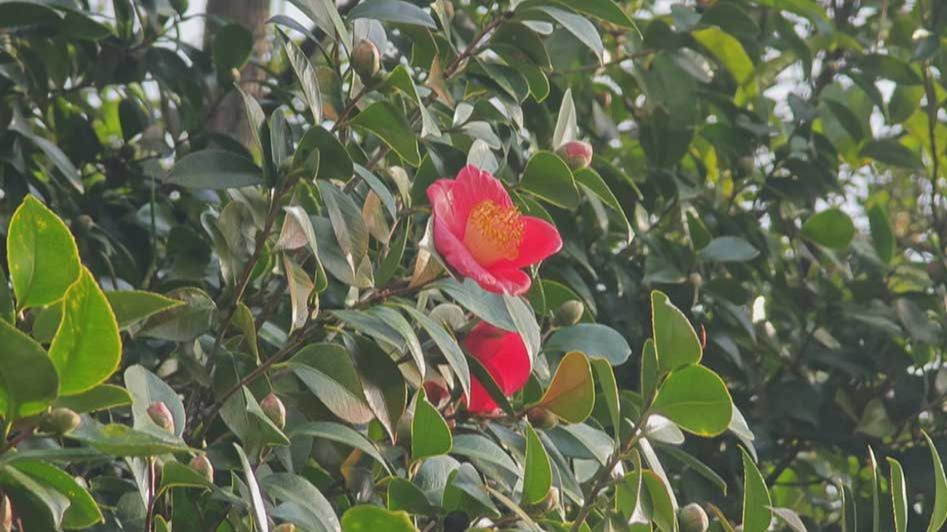 Из-за потепления в Сочи расцвели десятки видов растений смотреть онлайн