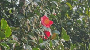 Из-за потепления в Сочи расцвели десятки видов растений