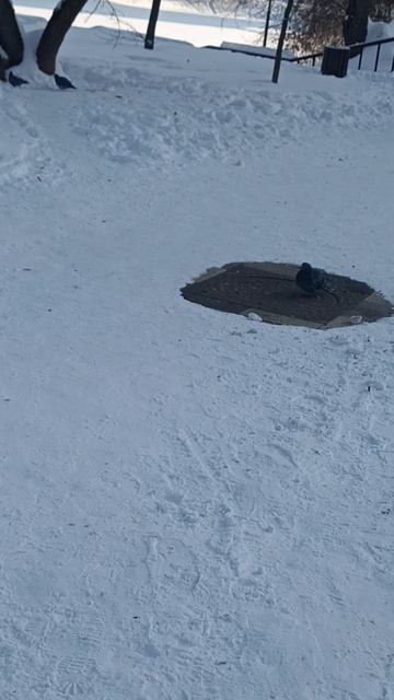 ГОЛУБ ГРЕЕТСЯ