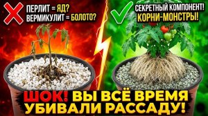 ВЫ ВСЁ ЭТО ВРЕМЯ УБИВАЛИ РАССАДУ! Хватит сыпать этот МУСОР вот СЕКРЕТНЫЙ рецепт