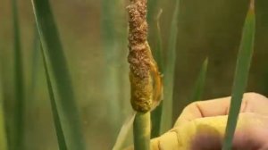 УРОЛОГ ОТВЕЧАЕТ Тайна Болотного ХлебаПочему Пищу Спасавшую Людей Тысячелетиями Нам Велели Забыть