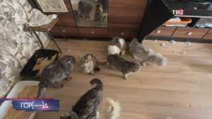 В съемной квартире женщина приютила 38 кошек