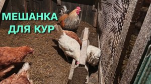 Жизнь в деревне Эта мешанка для кур творит чудеса Куры несут самые вкусные яйца