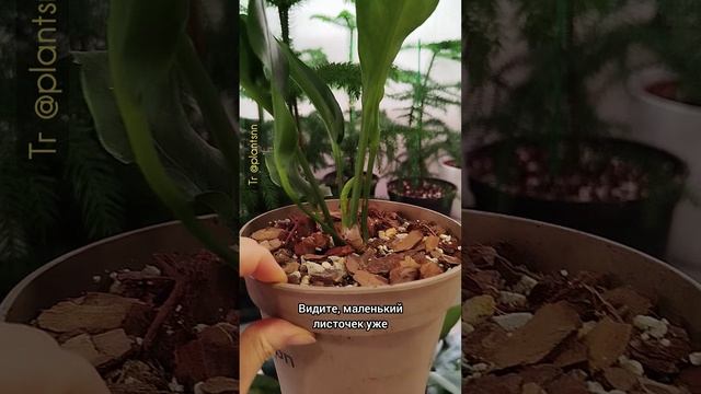 Новые листочки у растений в мастерской, 2.02.26