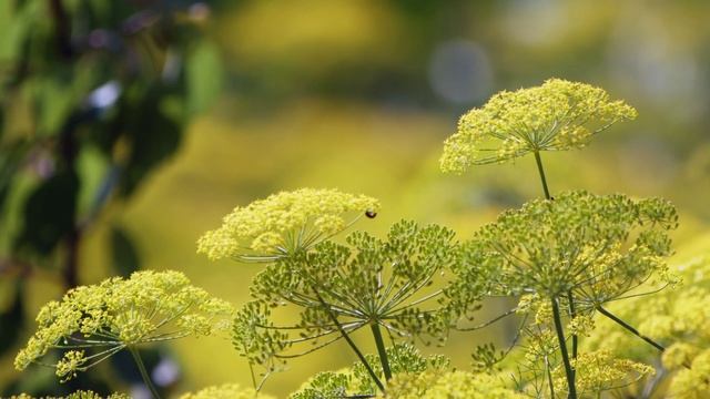 Пётр Павлович Ершов Рано утром под окном смотреть онлайн