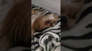 Сладкие сны Руно