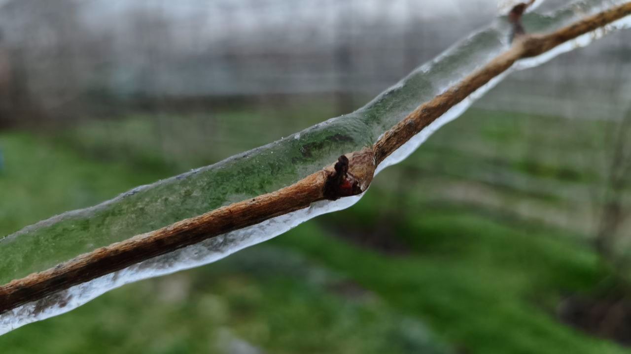 Ледяной дождь на винограде, что делать? смотреть онлайн
