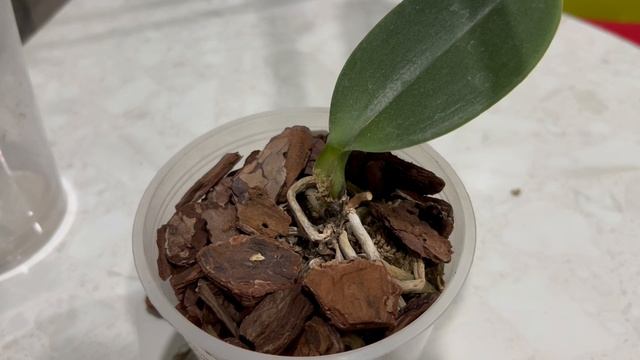 Каода развалилась на глазах смотреть онлайн