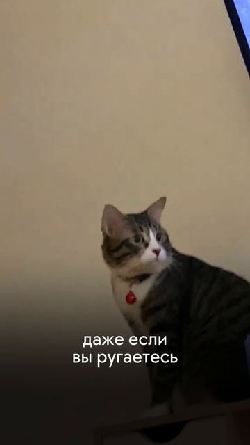 Кошка сбрасывает вещи?