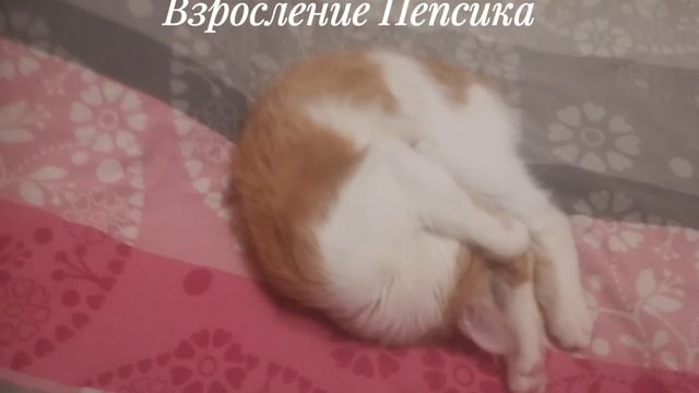 Взросление Пепсика