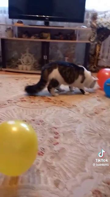 Кошки!Кошки!Кошки!😹😹😹