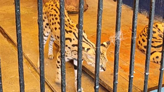 Хищный сервал