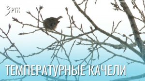Февраль обещает согреть забайкальцев к концу месяца