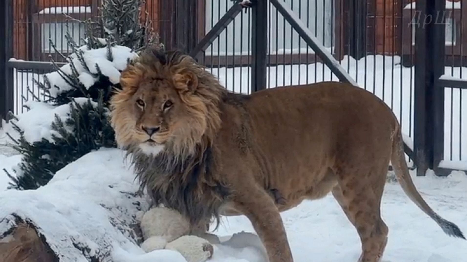 Стихи о Шерхане от Ольги. смотреть онлайн