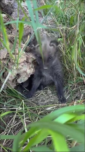 Щенок гривистого волка