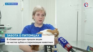 В «Севветцентре» прошли акции по чистке зубов и стерилизации животных