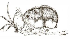 Секция "Экология млекопитающих". Аудитория 2. Экология 1