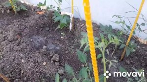 Пекло. Поливаем, сушим, косим. Арбуз, помидорки.