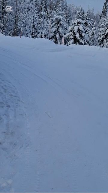 Кто в лес а кто в дрова