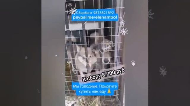 Приют 3 февраля..неужели Голод? не допустите, люди! Приютам сейчас очень тяжело.. Пожалуйста, помоги Приют 3 февраля..неужели Голод? не допустите, люди! Приютам сейчас очень тяжело.. Пожалуйста, помоги