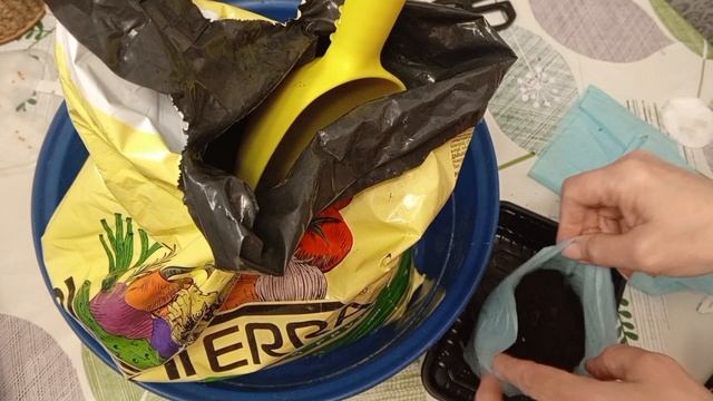 Посеяла баклажаны 🍆 на рассаду 🌱