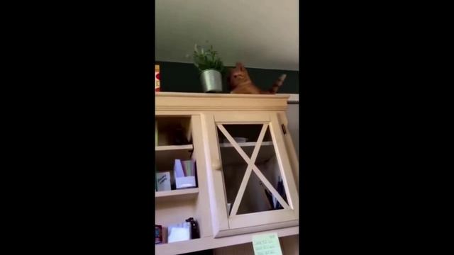 Выпуск 12 смешные и милые котики в различных ситуациях кошки коты приколы животные юмор Выпуск 12 смешные и милые котики в различных ситуациях кошки коты приколы животные юмор