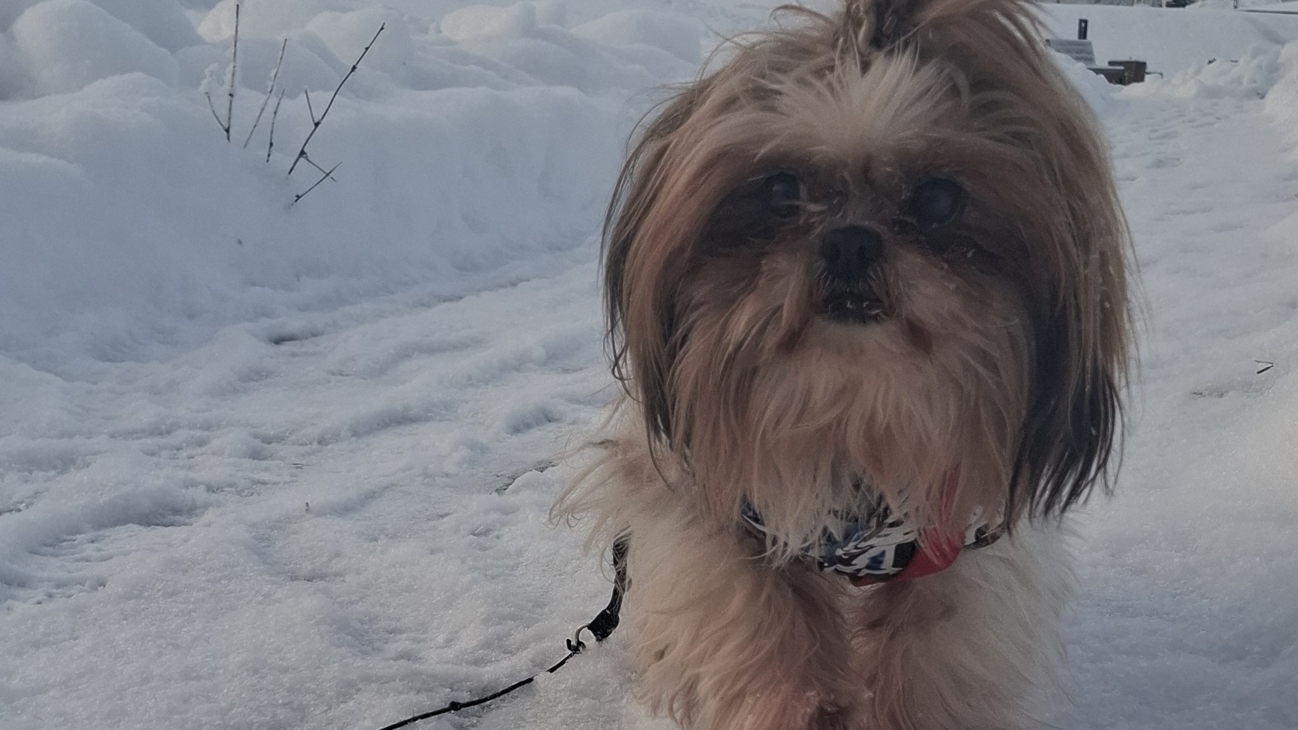 Снегоход🐕