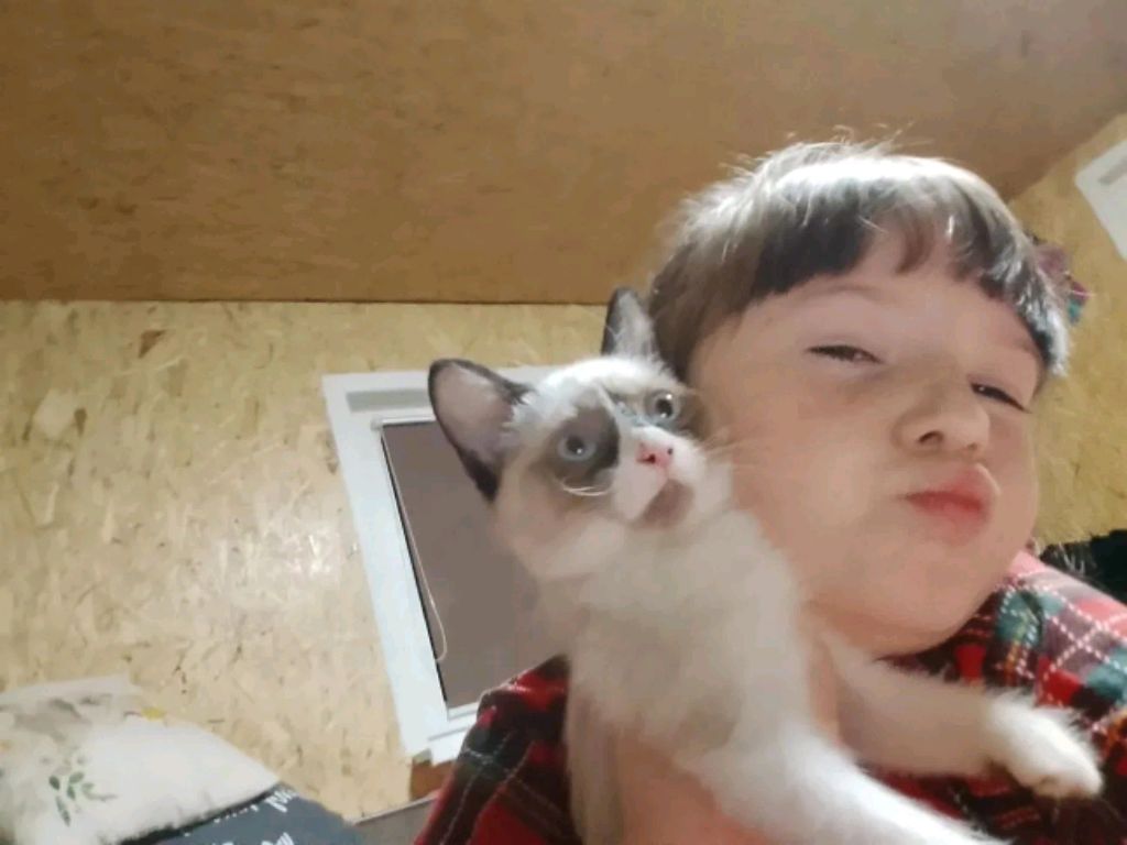 пр смотреть онлайн