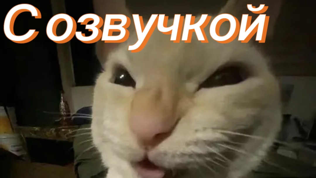 приколы с котами с озвучкой