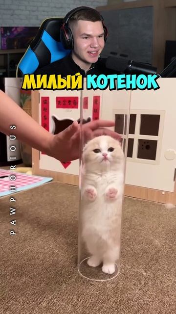 Самый МИЛЫЙ Котёнок, Которого Ты Видел!😭💗 #shorts #шортс #животные #милота #кот #котенок #прикол