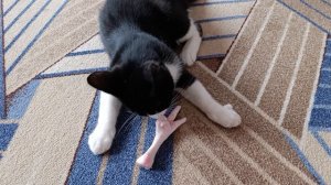 Мухаморчик