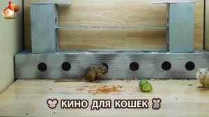 Видео для кошек про крысок развлекать питомцев 🐭🐀😂 (448)