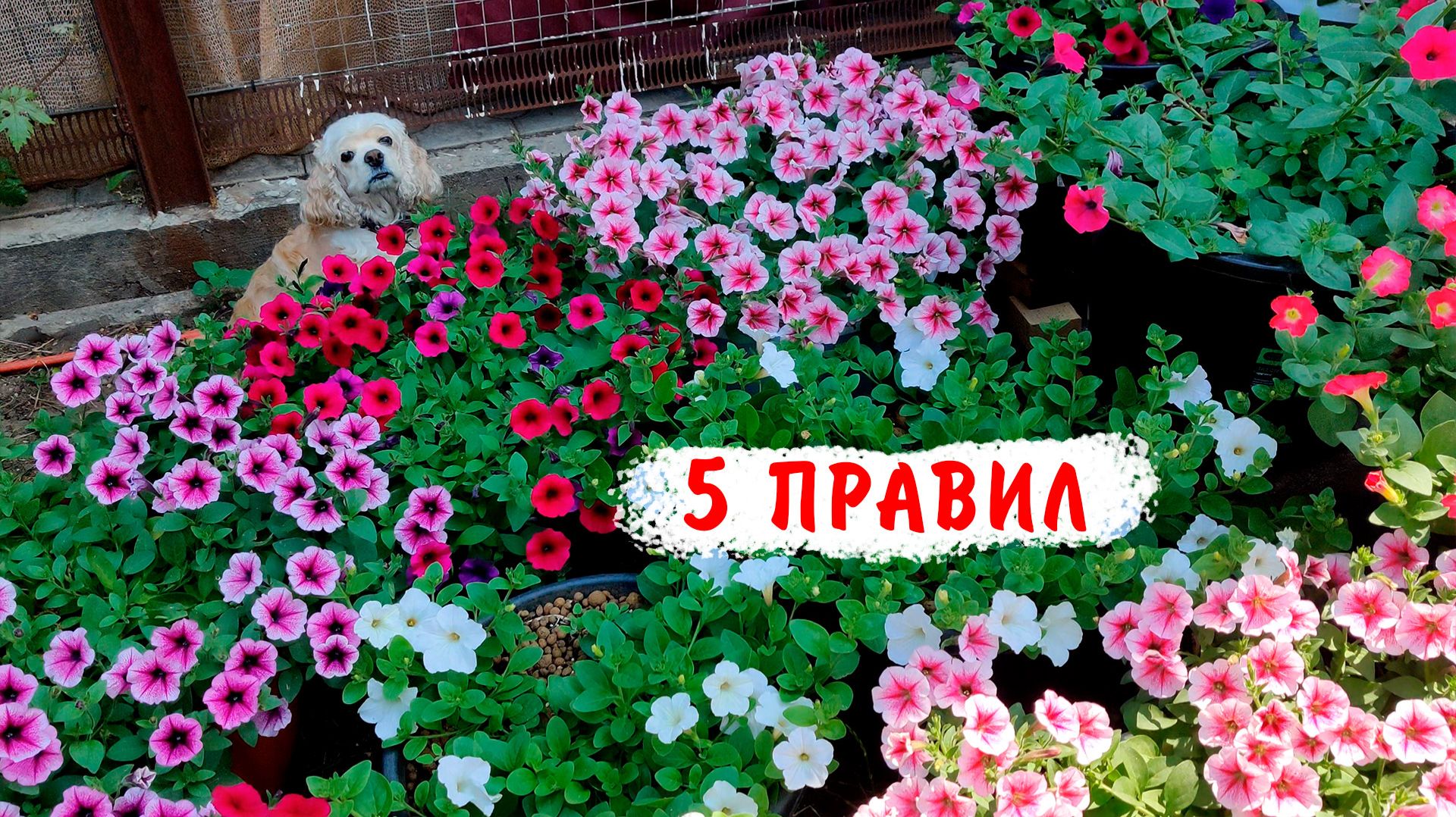 Как вырастить пышную ампельную петунию из семян. 5 главных стадий смотреть онлайн