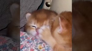 petal_20260203_150855.mp4