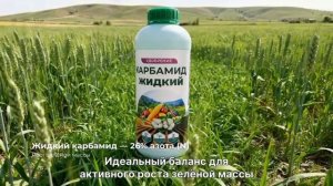 video_11599068356385(1)