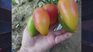 Каталог томатов на 2026 год. Часть 9. г. Киров  т. 89229284031