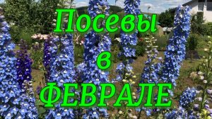 Что посеять в ФЕВРАЛЕ? НЮАНСЫ ПОСЕВА некоторых растений.