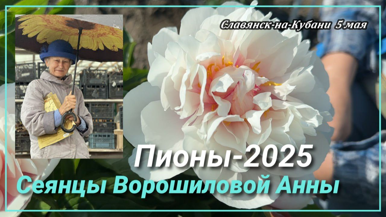 СЕЯНЦЫ АННЫ ВОРОШИЛОВОЙ-5 ЧАСТЬ/САД ВОРОШИЛОВОЙ