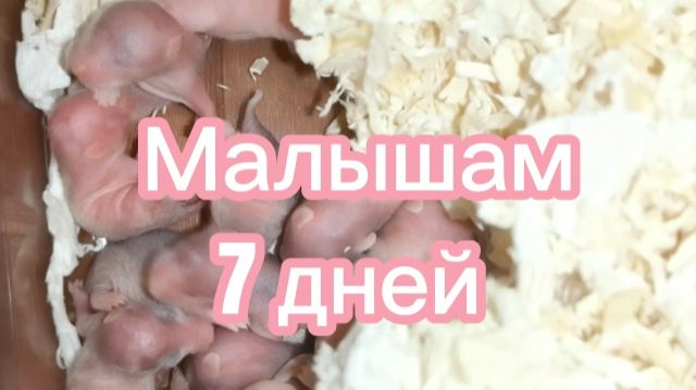 Малышам 7 дней.