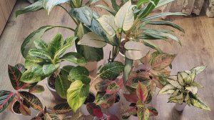 Обзор коллекции моих Аглаонем