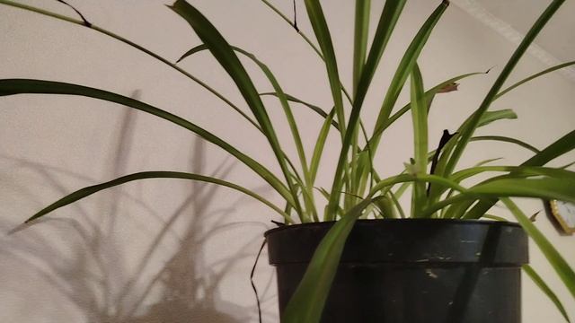 РЕШИЛА ПРОВЕРИТЬ КРОВЬ НА САХАР... ПООБЩАЛАСЬ С ВАМИ.... смотреть онлайн